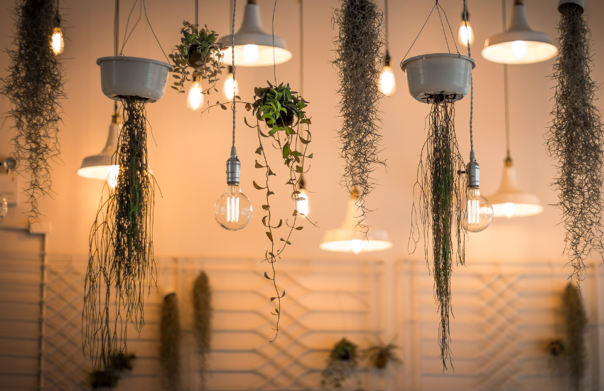 Plantas colgantes de interior: una guía completa