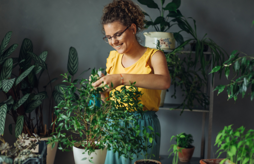 Plantas fáciles de cuidar
