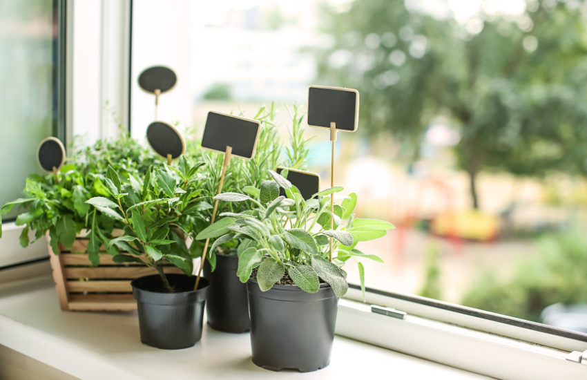 Las plantas aromáticas: un toque de sabor, aroma y belleza