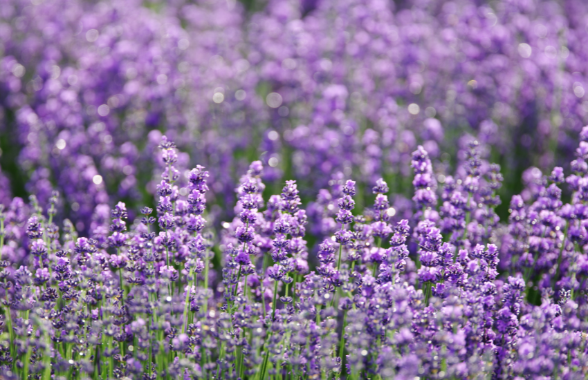 Cuidados de la planta de lavanda