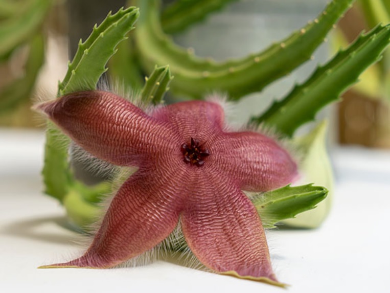 La agenda del mes de junio para el jardín, la terraza y el balcón